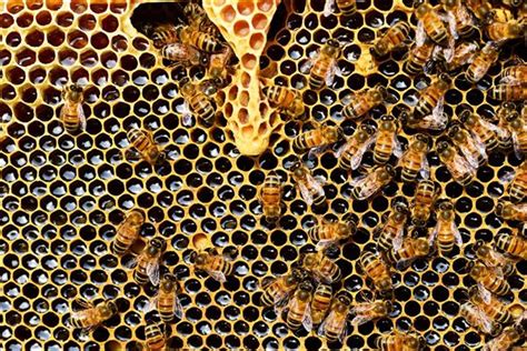 蜜蜂进家是什么意思